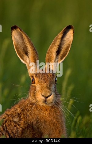 European Brown Hare (Lepus europaeus) in evening light. Stock Photo