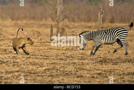 African Lion (Panthera leo) playing with Burchells Zebra -originally chased but not serious. Luangwa Valley. Zambia. Africa Stock Photo