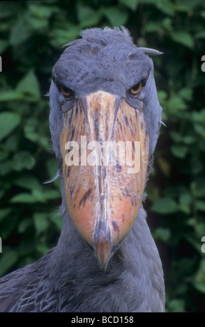 SHOEBILL STORK or WHALE-HEADED STORK (Balaeniceps rex) native to swamps in east centralAfrica. Stock Photo