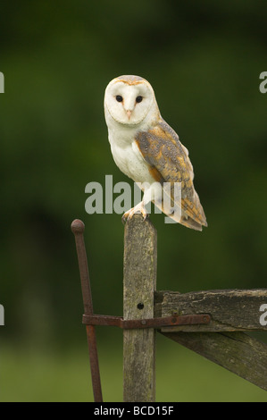 Barn Owl (Tyto alba) perched on an old gate at dusk. Stock Photo