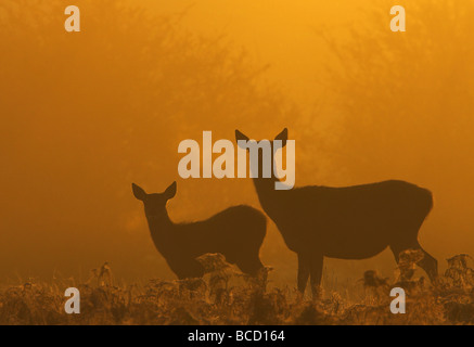 Red deer (Cervus elaphus) and Calf at dawn. Bradgate Park. Leicestershire. UK Stock Photo