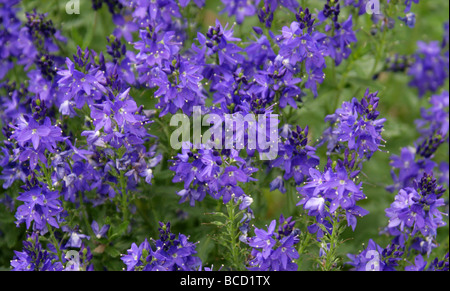 Large Speedwell, Veronica teucrium 'True Blue', Plantaginaceae (Scrophulariaceae). Stock Photo