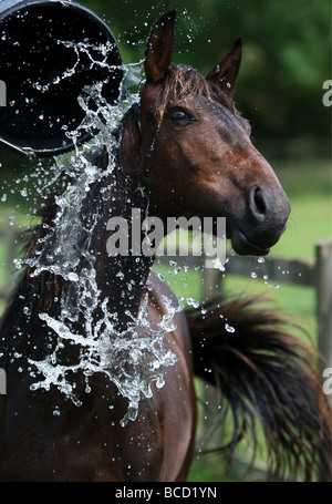 A HORSE APTLY CALLED HEATWAVE COOLING OFF IN A FIELD NEAR NEWMARKET ON WEDNESDAY AFTERNOON AS TEMPERATURES WENT OVER 30C Stock Photo