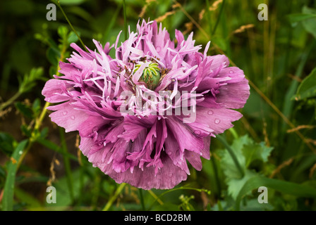 Magenta Poppy  after rain, Pappavers Stock Photo