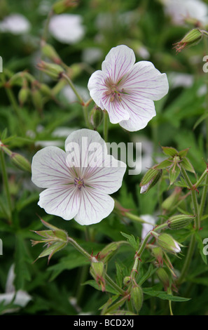 Geranium clarkei 'Kashmir White', Geraniaceae Stock Photo