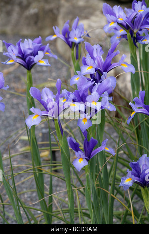 Spanish Iris, Iris xiphium, Iridaceae, Southwest and Southeast Europe and North Africa. Aka the Small Bulbous-rooted Iris. Stock Photo