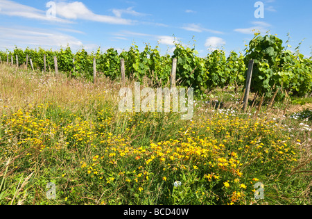 Large Yellow Rest-Harrow / Ononis repens wild plant amongst grape vines, sud-Touraine, France. Stock Photo