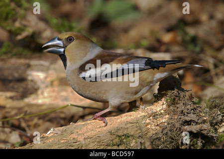 HAWFICH FEMALE COCCOTHRAUSTES PERCHED ON LOG ON THE GROUND SINGING AND FEEDING WEST SUSSEX UK Stock Photo