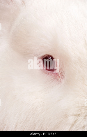 Close up of the pink eye of a large New Zealand White rabbit. Stock Photo