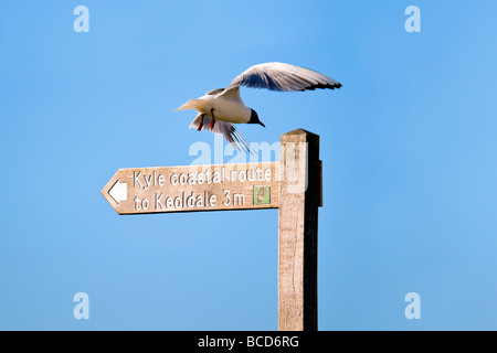 Black-headed gull at Balnakeil bay, Scotland flying off from public footpath signpost for the Kyle coastal route to Keoldale Stock Photo