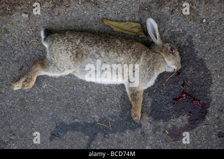 Road kill dead rabbit Stock Photo - Alamy