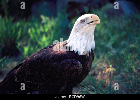 Mature Adult Bald Eagle (Haliaeetus leucocephalus) perched on the Ground Stock Photo