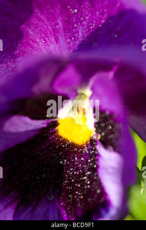 Close up Photo pansy flower Stock Photo