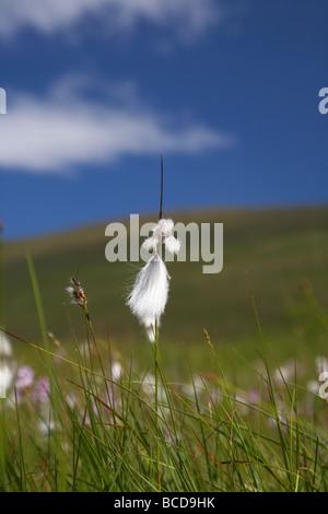 bog cotton cottongrass eriophorum growing with wildflowers on a mountain blanket peat bog in the north sperrins Stock Photo