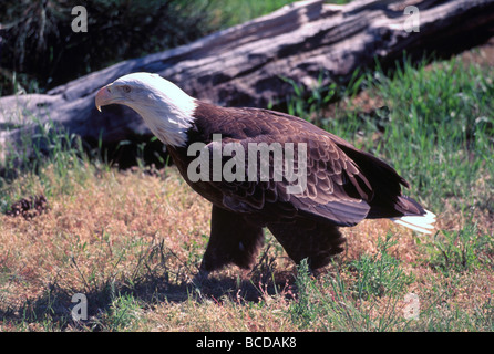 Mature Adult Bald Eagle (Haliaeetus leucocephalus) perched on the Ground Stock Photo