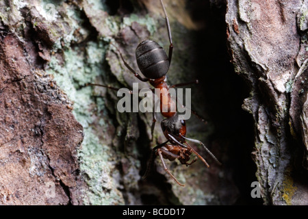 Formica rufa, the southern wood ant or horse ant. One worker carrying prey. Stock Photo