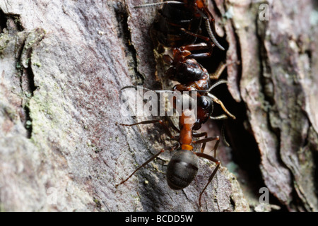 Formica rufa, the southern wood ant or horse ant. Two workers carrying prey. Stock Photo