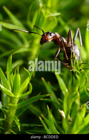 Formica rufa, the southern wood ant or horse ant, clinging to some moss Stock Photo