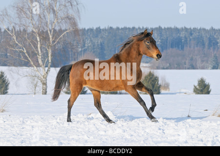 Paso Fino horse galloping in winter Stock Photo