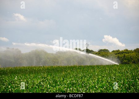 Stock photo of a field of Maize being watered from an automated jet spray Stock Photo