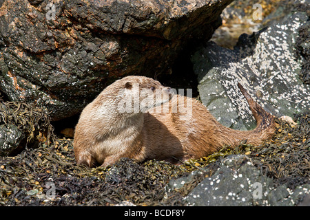 Dog Otter alert Stock Photo