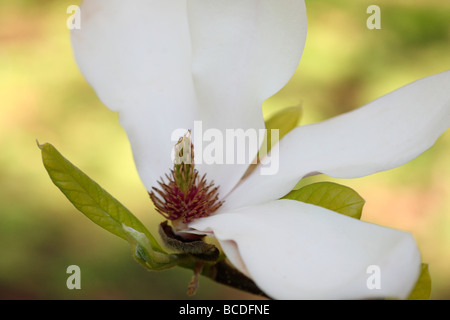 A Magnolia liliiflora tree flowers in a park in central Beijing. Also known  as Mulan magnolia, the species originates from southwest China Stock Photo  - Alamy