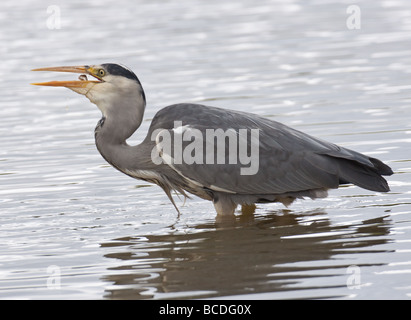 Grey Heron Ardea cinera  fishing, in the process of catching and swallowing a minnow Stock Photo