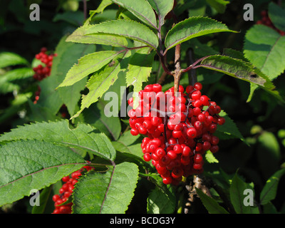 Sambucus racemosa or European Red Elder berries Stock Photo