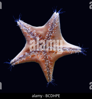 Goose foot starfish Asterina pectinifera Stock Photo