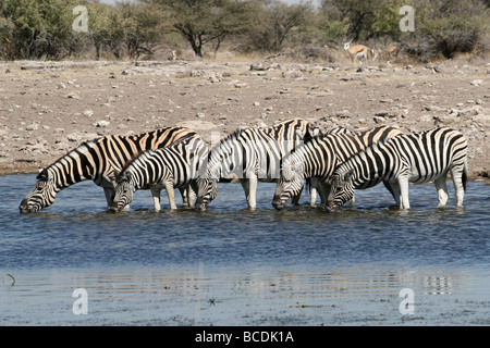 Five Plains Zebra Equus quagga burchelli Drinking At A Waterhole in Etosha NP, Namibia Stock Photo