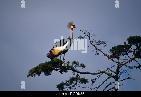 A beautifully ornate Crowned Crane roosting in a tree canopy. Stock Photo