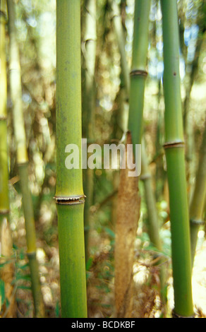 The trunks of Mountain Bamboo, Arundinaria Alpina, in the Rugano Zone. Stock Photo