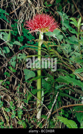 Fireball Lily Scadoxus multiflorus in the Mountain Bamboo Rugano Zone. Stock Photo