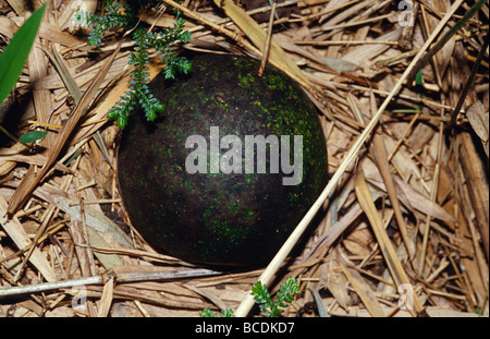 Breadfruit resting in the Mountain Bamboo Forest in the Rugano Zone. Stock Photo