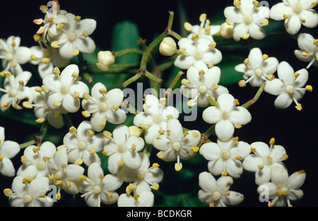 The flowers of Bersarna abyssinica in the Hagenia-hypericum Zone. Stock Photo