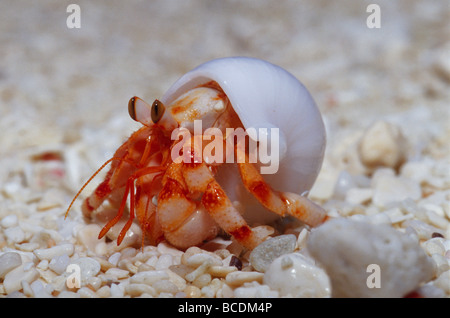 A Strawberry Land Hermit Crab emerging from its shell on a sand beach. Stock Photo