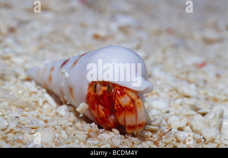 A Strawberry Land Hermit Crab emerging from its shell on a sand beach. Stock Photo