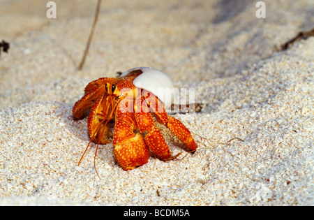 A Strawberry Land Hermit Crab emerging from its shell on a sand beach. Stock Photo