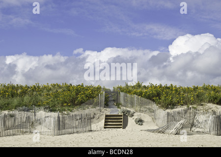 Steps and picket fence barrier along a yellow flower covered beach sand dune in East Hampton, New York Stock Photo