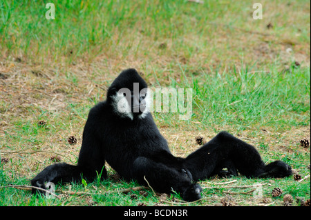 Male White cheeked gibbon Nomascus leucogenys in a funny pose Stock Photo