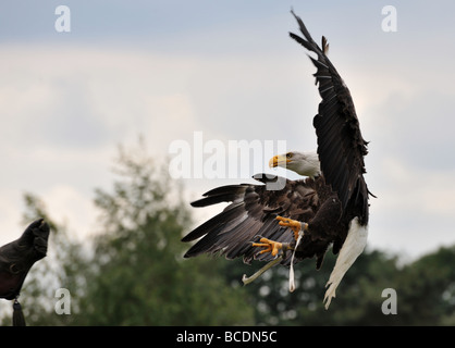 american bald eagle in flight just about to land on the glove of a falconer Stock Photo