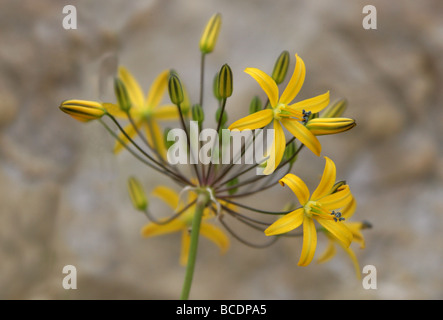 Goldenstar, Bloomeria crocea, Themidaceae, California, USA, North America. Aka Common Golden Star or Common Goldenstars. Stock Photo