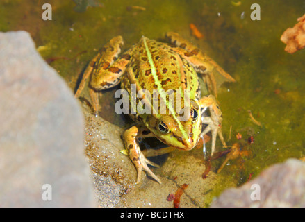 Green edible frog Rana esculenta Stock Photo