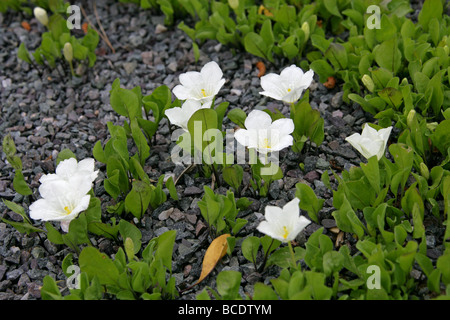 Whitecup, Nierembergia rivularis syn Nierembergia repens, Solanaceae, South America. Stock Photo