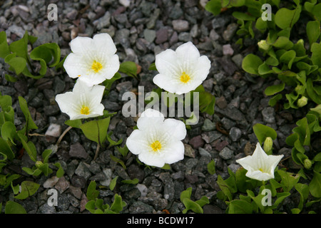 Whitecup, Nierembergia rivularis syn Nierembergia repens, Solanaceae, South America. Stock Photo