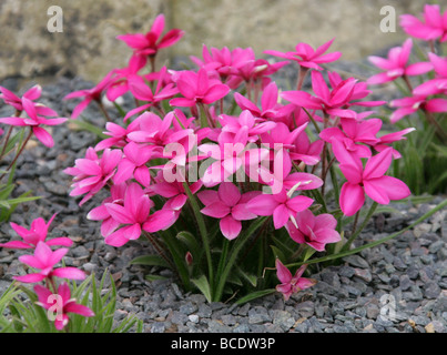 Rhodohypoxis 'Burgundy', Hypoxidaceae, South Africa Stock Photo