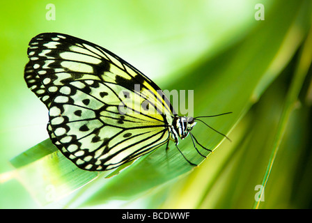white tree nymph butterfly lat idea leuconoe with green out of focus background Stock Photo