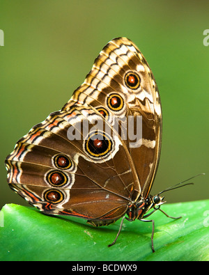 owl butterfly lat caligo eurilochus resting on a green leaf Stock Photo