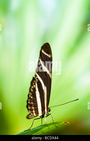 zebra butterfly lat heliconius charitonius on a green leaf with green out of focus background Stock Photo