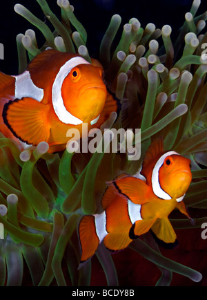 A pair of False Clown Anemonefish peer out of their Magnificent Sea Anemone home on a reef in The Flores Sea near Komodo Island. Stock Photo